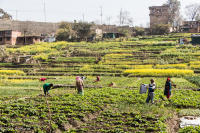 Farms in the Kathmandu Valley