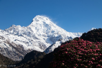 A view from trek with rhododendron forests