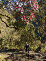 Jefferson walking under the rhododendron