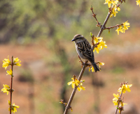 Nepal is full of all sorts of beautiful flora and fauna. One can also schedule nature or birding walks in addition to the ones we see in our regular activities. 