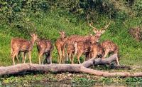 Himalayan spotted deer herd