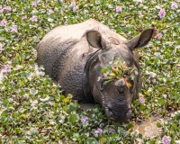 wild rhinoceros relaxing in water hyacinths 