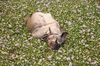 wild rhinoceros relaxing in water hyacinths 