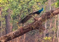 wild peacock in the forest